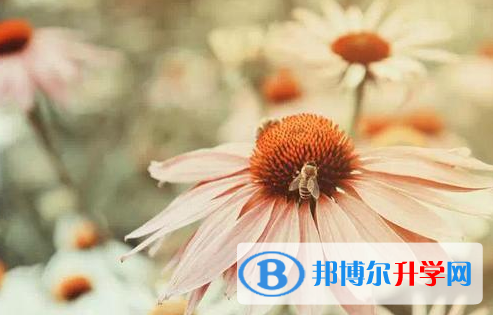 四川2021年中考成績(jī)查詢網(wǎng)址