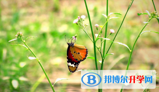 四川2021年中考預估重點線