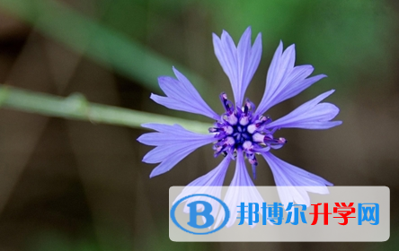 自貢2021年中考看成績是在哪個網站