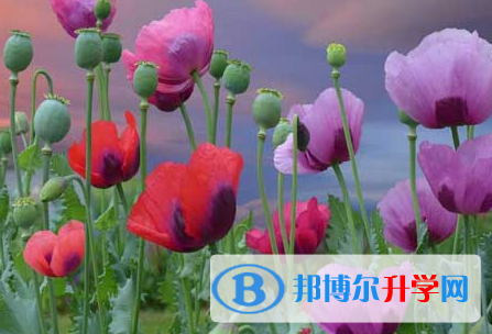 自貢2021年中考錄取線是多少