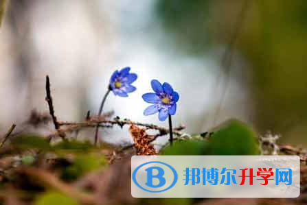 自貢2021年中考網上報名系統