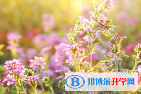 自貢2021年今年中考哪些學校有招生