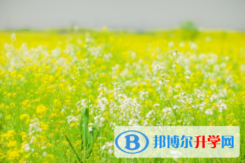 自貢2021年中考453可以讀哪些學校