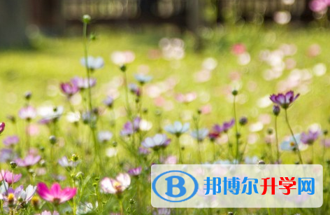攀枝花2021年中考報名網站