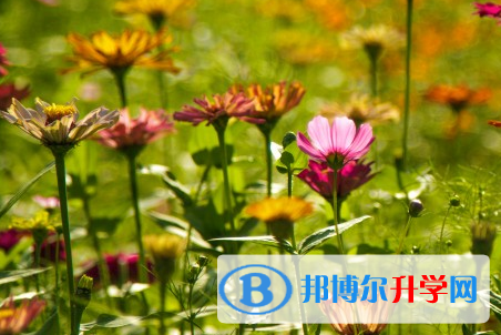 攀枝花2021年中考報名系統