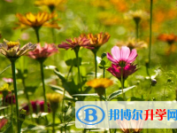 攀枝花2021年中考報名系統