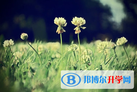 攀枝花2021年中考志愿官網