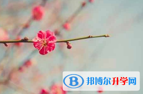 攀枝花2021年中考報名是哪個網站