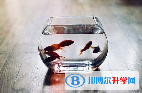 攀枝花2021年中考志愿填報技巧