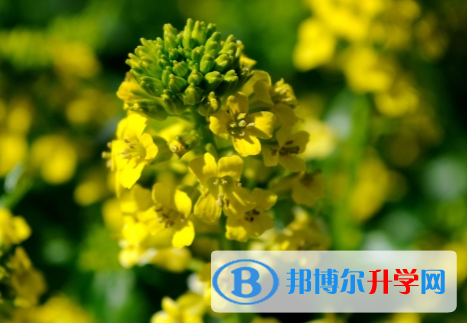 瀘州2021年中考網上志愿如何打印