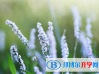 德陽2021年中考成績如何查詢