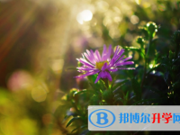 德陽2021年中考網(wǎng)絡應用服務平臺成績查詢