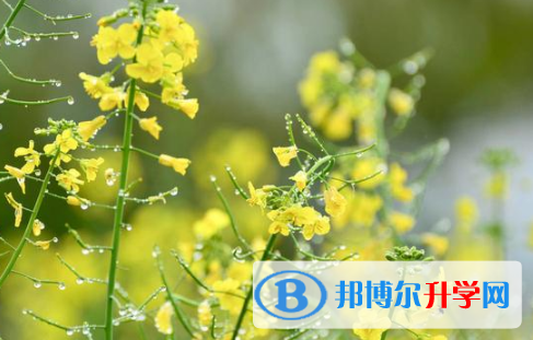 德陽2021年中考招生網絡應用服務平臺