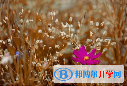 德陽2021年今年中考哪些學校有招生