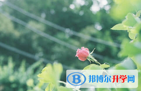 德陽2021年中考453可以讀哪些學校