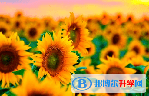 德陽2021年中考報(bào)名是哪個網(wǎng)站