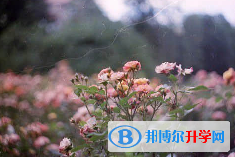 德陽2021年中考報(bào)名志愿
