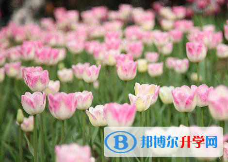 綿陽2021年查詢中考成績上哪個(gè)網(wǎng)站