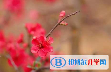 綿陽(yáng)2021年中考查詢成績(jī)網(wǎng)址