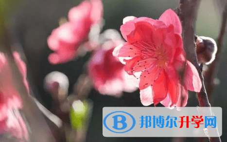 綿陽2021年中考查詢系統