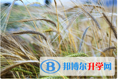 綿陽2021年考起重高的人數