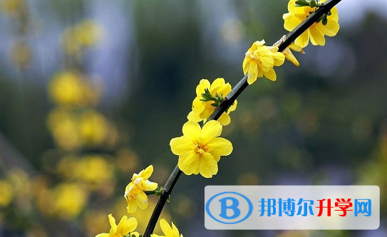 綿陽2021年中考報考人數(shù)