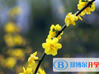 綿陽2021年中考報考人數