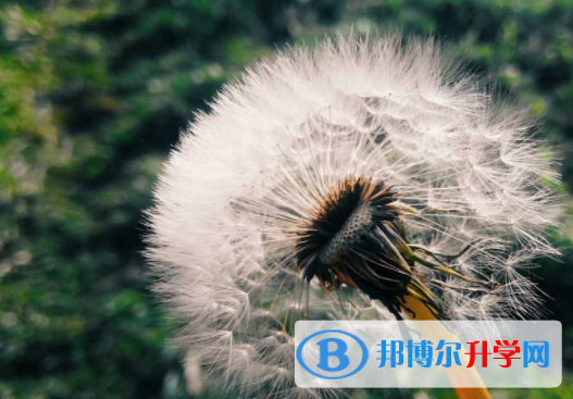 綿陽2021年中考報名系統(tǒng)
