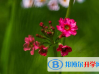 綿陽2021年中考線預測