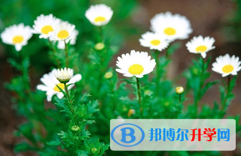 廣元2022年查詢中考成績用名字可以嗎