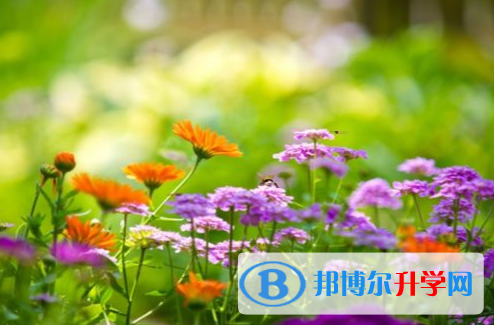 廣元2022年網上查詢中考成績怎么查詢