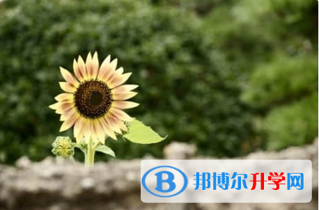 廣元2022年中考服務應用平臺