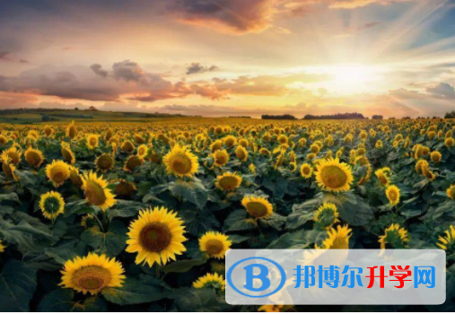 廣元2022年中考填志愿的網站