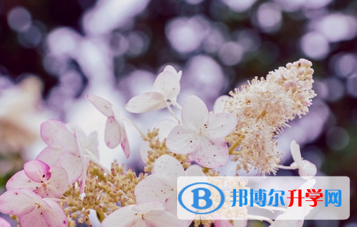 廣元2022年中考模擬填報志愿