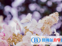 廣元2022年中考模擬填報志愿