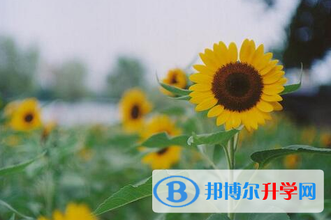遂寧2022年查詢中考成績上哪個網(wǎng)站