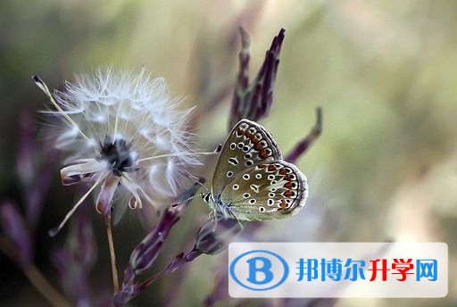 遂寧2022年中考網(wǎng)絡(luò)應(yīng)用服務(wù)平臺(tái)成績(jī)查詢
