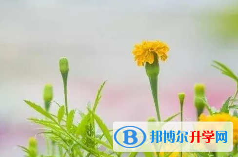 遂寧2022年中考生落榜后可不可以選擇復讀