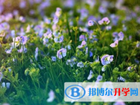 遂寧2022年中考特長(zhǎng)生招生簡(jiǎn)章