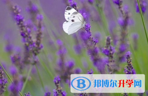 遂寧2022年中考怎樣調劑