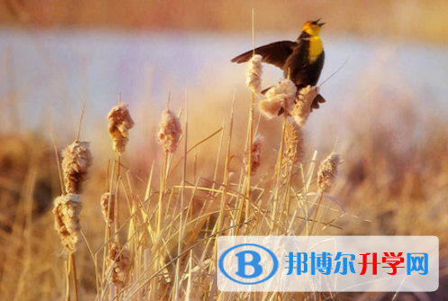 內(nèi)江2022年中考查詢成績(jī)網(wǎng)址