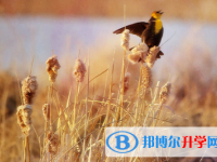 內(nèi)江2022年中考查詢成績網(wǎng)址