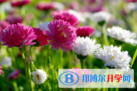 2022年內江中考看成績是在哪個網站