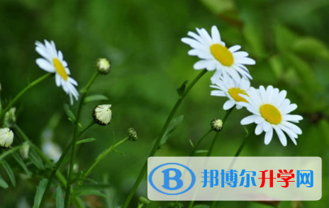 2022年內(nèi)江中考在哪查詢成績