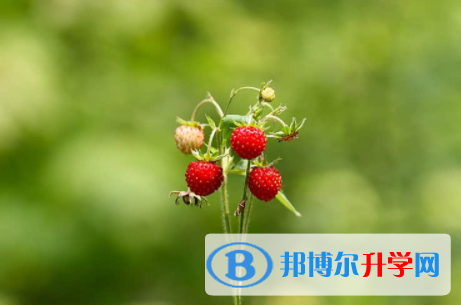 內江2022年中考建檔線