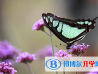 內江2022年中考錄取行情
