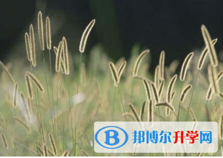 內江2022年中考網絡平臺