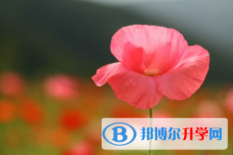內(nèi)江2022年中考網(wǎng)絡(luò)應(yīng)用服務(wù)平臺