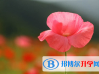 內江2022年中考網絡應用服務平臺