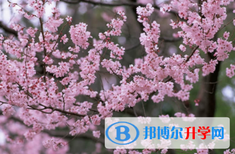 內(nèi)江2022年中考網(wǎng)絡(luò)應(yīng)用平臺(tái)